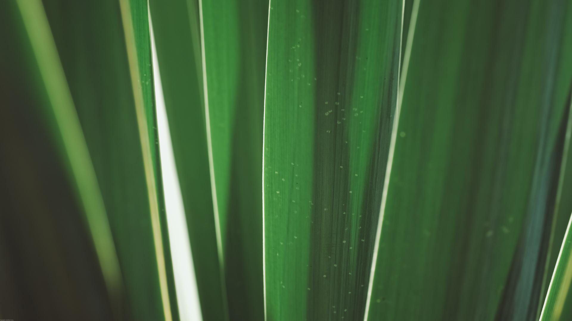 植物 摄影 户外 自然 树叶 特写 极简主义 电脑壁纸 4K壁纸