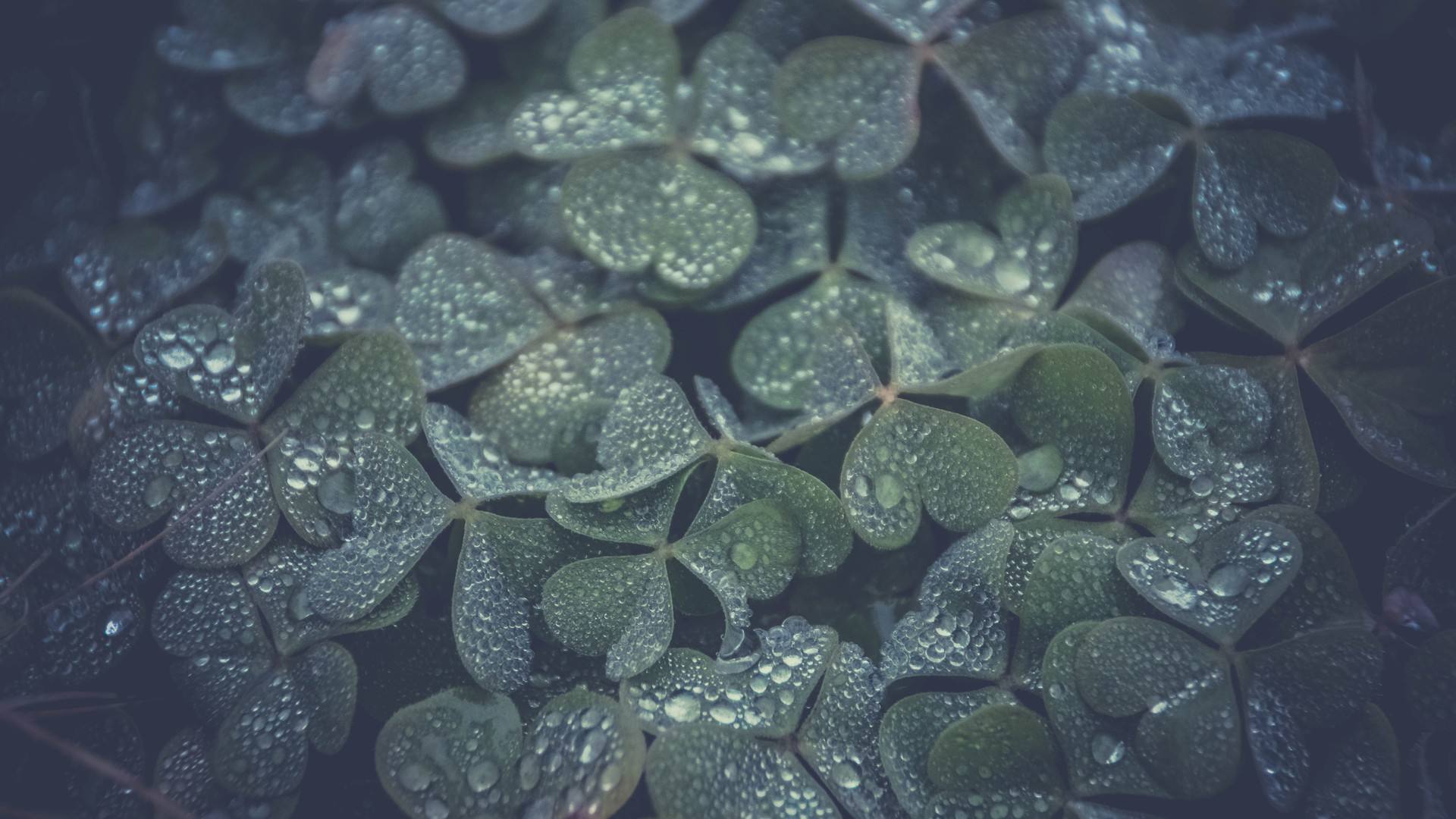 三叶草 水滴 植物 绿色 治愈 清新 护眼 电脑壁纸 4K壁纸